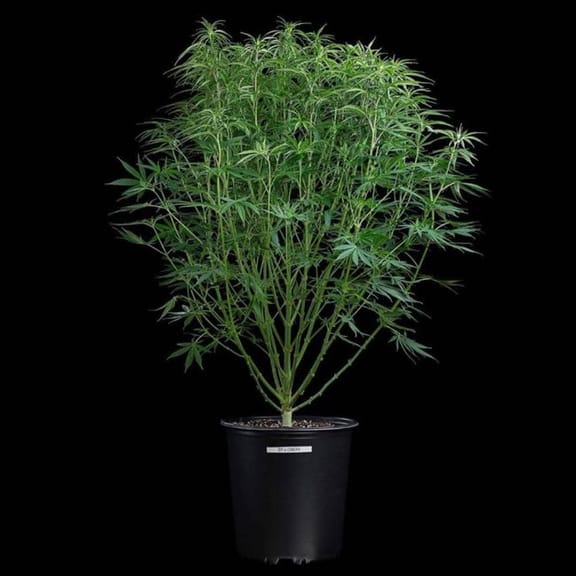 Durban Thai x C99 Feminized Seeds-BGS-DTC99-FEM