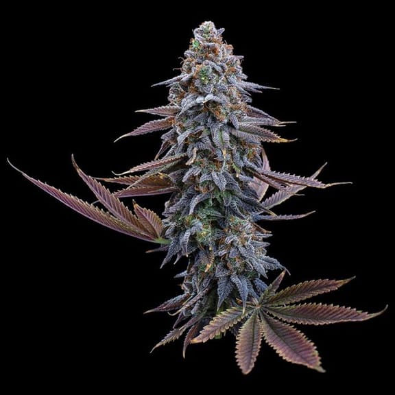 G13 Genius Feminised Seeds-BGS-G13GE-FEM
