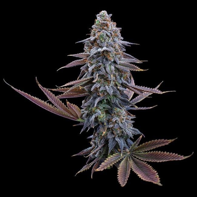 G13 Genius Feminized Seeds-BGS-G13GE-FEM