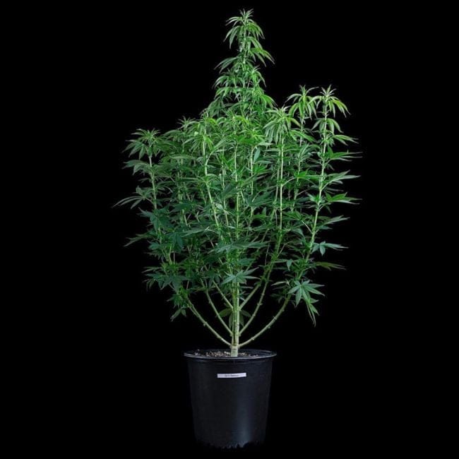 G13 Genius Feminized Seeds-BGS-G13GE-FEM