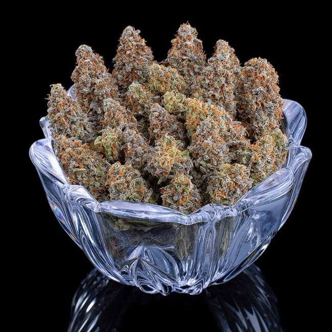 G13 Genius Feminised Seeds-BGS-G13GE-FEM