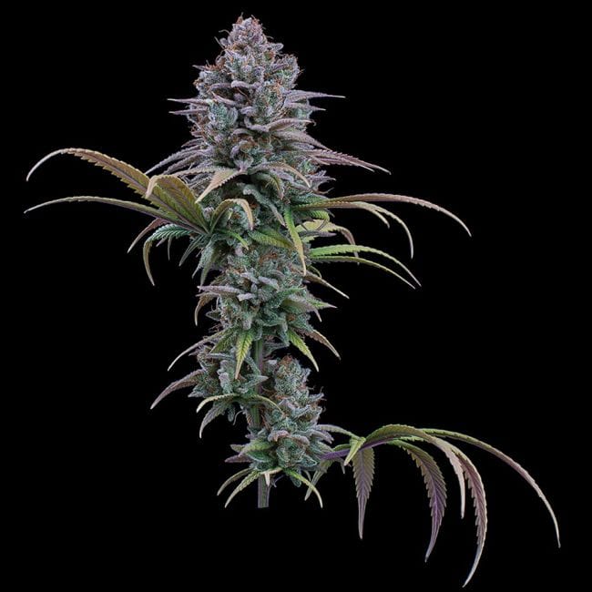 Grimm Glue Feminised Seeds-BGS-GRGL-FEM