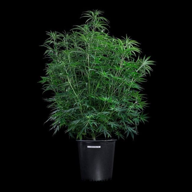 Grimm Glue Feminised Seeds-BGS-GRGL-FEM