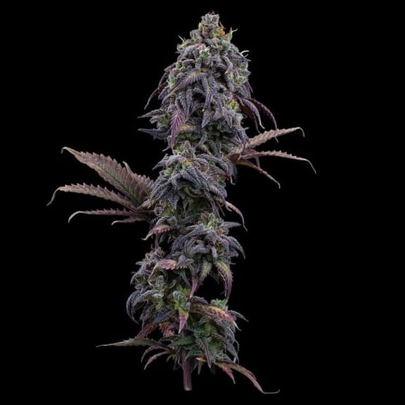 Princess Haze Feminised Seeds-BGS-PRHA-FEM