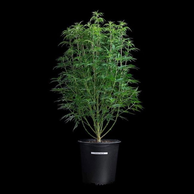 Princess Haze Feminised Seeds-BGS-PRHA-FEM