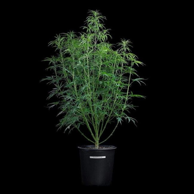 Rosetta Stone Feminised Seeds-BGS-ROST-FEM
