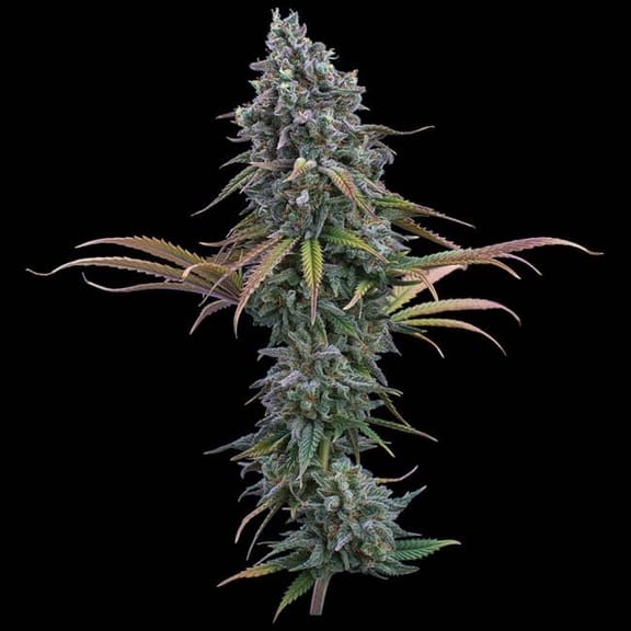 Space Queen Feminised Seeds-BGS-SPQU-FEM