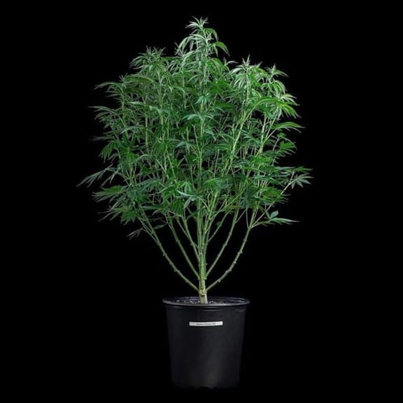 Space Queen Feminised Seeds-BGS-SPQU-FEM