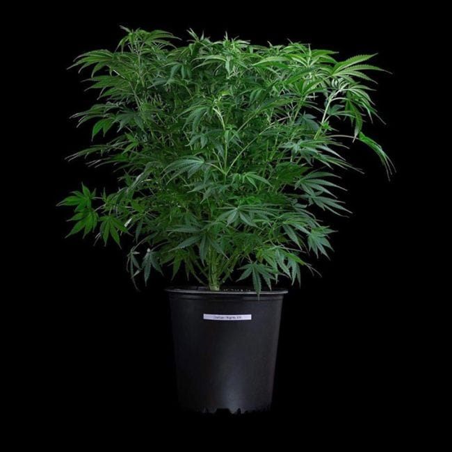 Thai Herer 99 Feminised Seeds-BGS-TH99-FEM