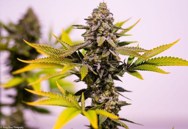 Cinderella 99 Regular Seeds-BGS-C99-REG