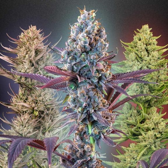 MegaMix Indica Feminized Seeds-SMAN-MEGMIX-IND-FEM