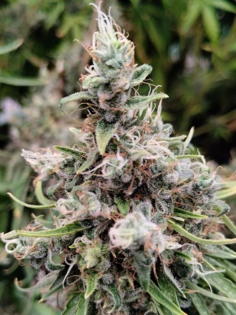 African Gas Feminized Seeds-ACE-AFGA-FEM