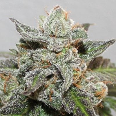 Kalidonia Feminised Seeds-ACE-KALI-FEM
