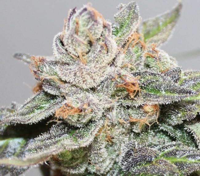 Kalidonia Feminised Seeds-ACE-KALI-FEM