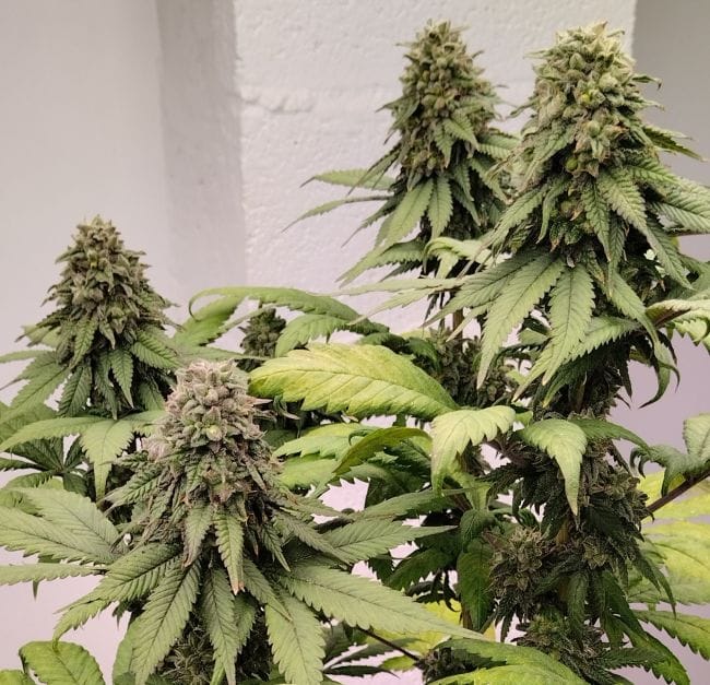 Kashmir Regular Seeds-ACE-KASH-REG