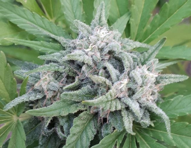 Himalayan Snow Regular Seeds-ACE-HISN-REG