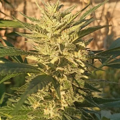 Creeper Gouge Regular Seeds-ACE-CRGO-REG