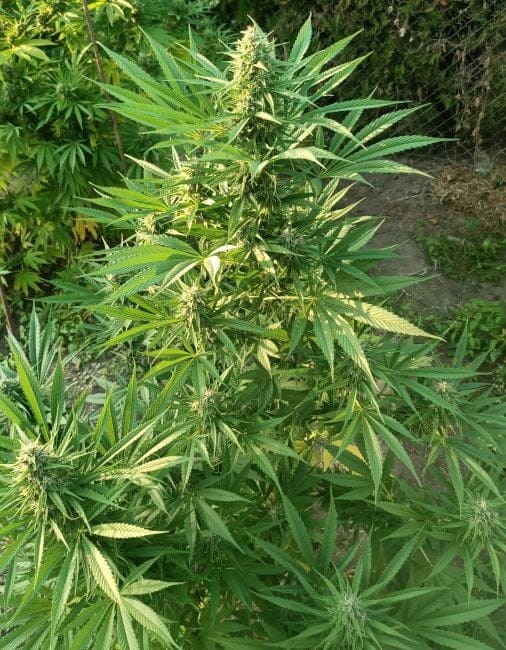 Creeper Gouge Regular Seeds-ACE-CRGO-REG