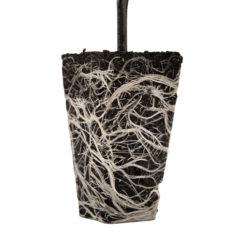 Ventana Plant Science OrganiPlugs - Pre-Filled Tray (50 Plugs)-VPS-ORPLU-PREFIL-50