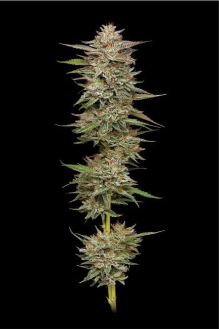 Banana OG Auto Feminised Seeds-HUMB-BAOG-AUTO-FEM