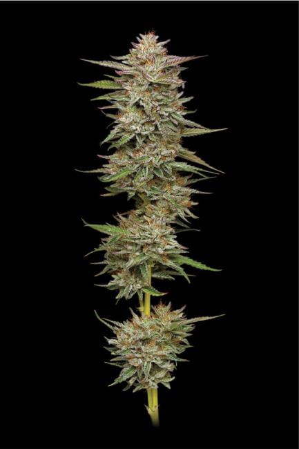 Banana OG Feminised Seeds-HUMB-BAOG-FEM