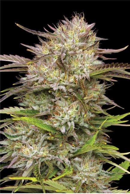California Haze Feminised Seeds-HUMB-CAHA-FEM