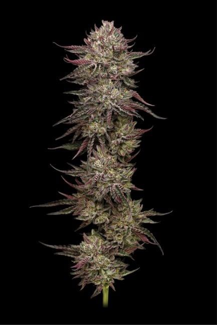 Chicken n' Wafflez Feminised Seeds-HUMB-CHWA-FEM