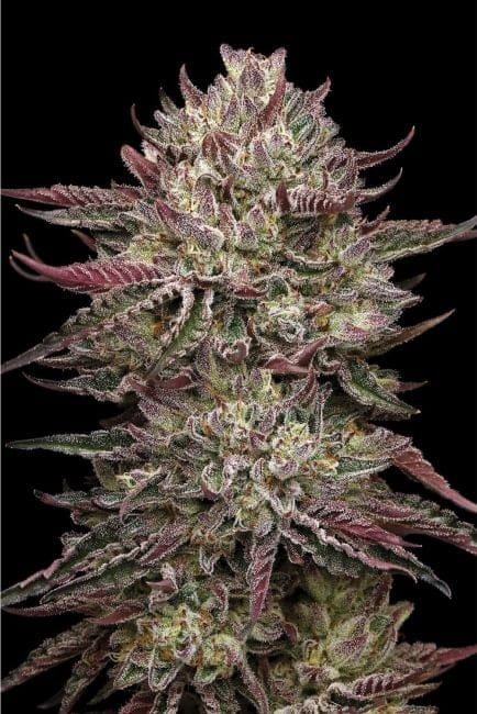 Chicken N Wafflez Clones-SMAN-CL-BCC-CHWA