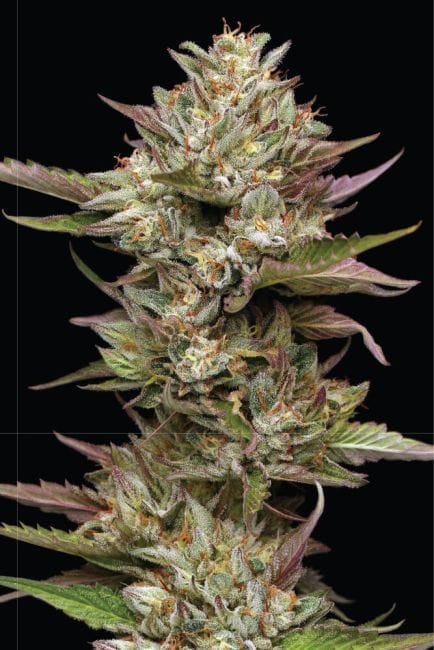 Moon Fog Feminised Seeds-HUMB-MOFO-FEM