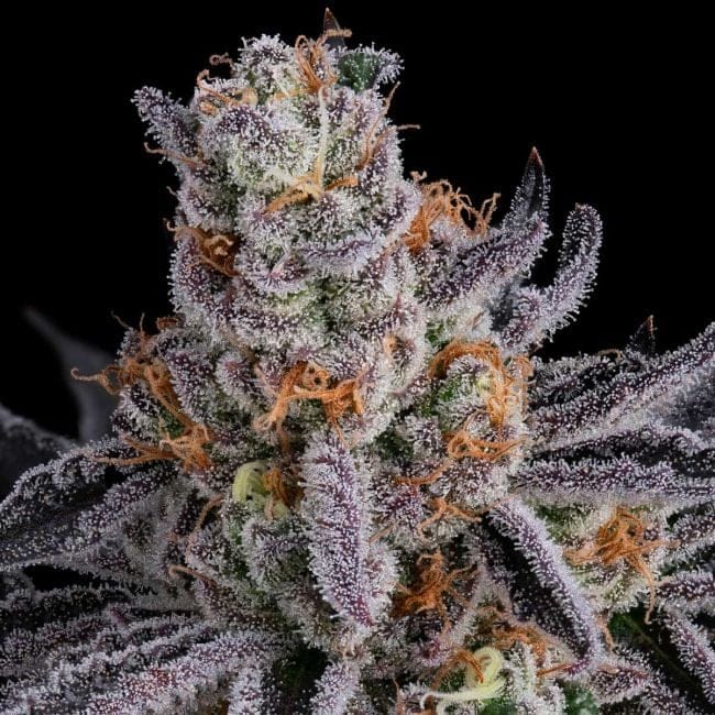 Gorilla Runtz Feminized Seeds-SMAN-GORU-FEM