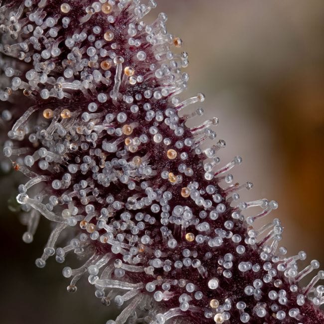 Gorilla Runtz Feminized Seeds-SMAN-GORU-FEM