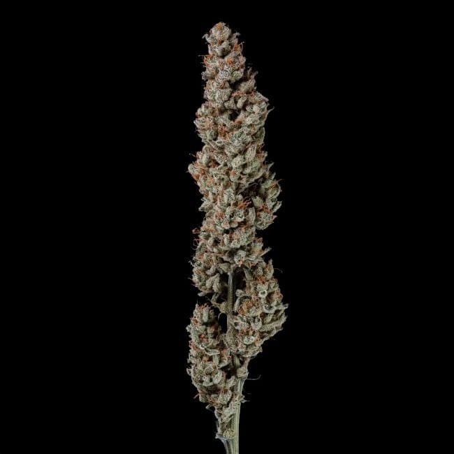 Gorilla Runtz Feminized Seeds-SMAN-GORU-FEM
