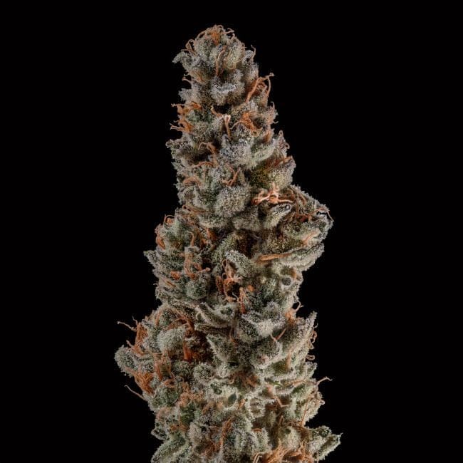 Gorilla Runtz Feminized Seeds-SMAN-GORU-FEM