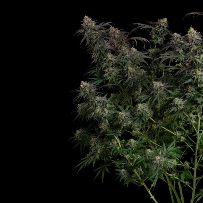 Guava Root GMO феминизирани семена-SMAN-GRGMO-FEM