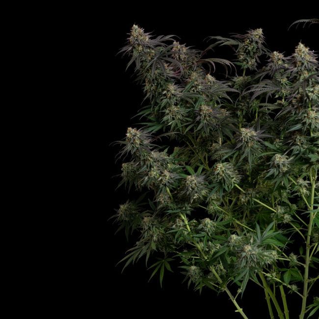 Guava Root GMO Feminisiert Saatgut-SMAN-GRGMO-FEM