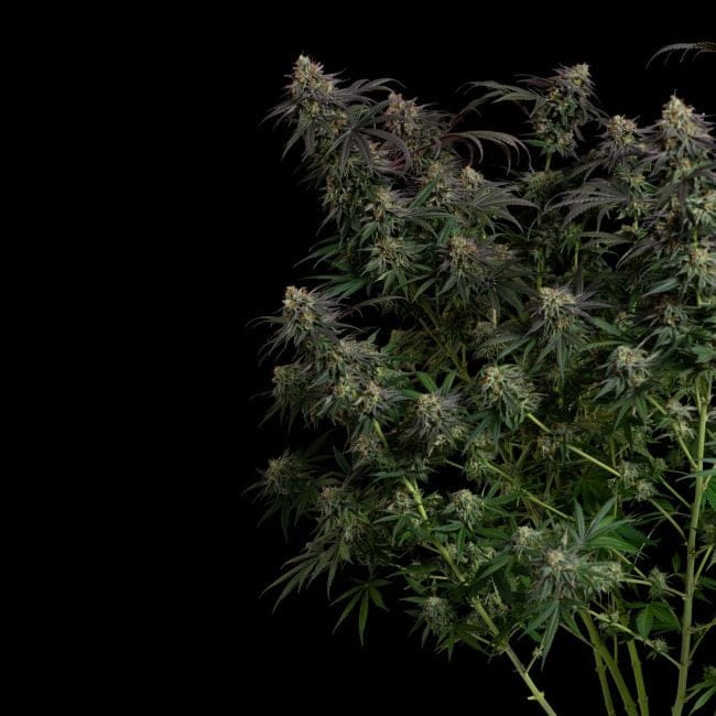 Guava Root GMO Feminised Seeds-SMAN-GRGMO-FEM