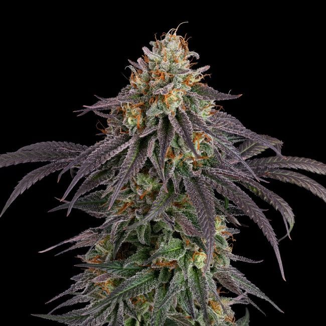 Guava Root GMO феминизирани семена-SMAN-GRGMO-FEM