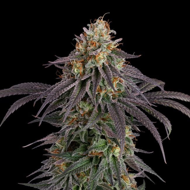 Guava Root GMO Feminised Seeds-SMAN-GRGMO-FEM