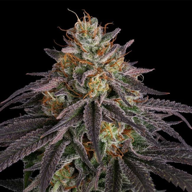 Guava Root GMO феминизирани семена-SMAN-GRGMO-FEM