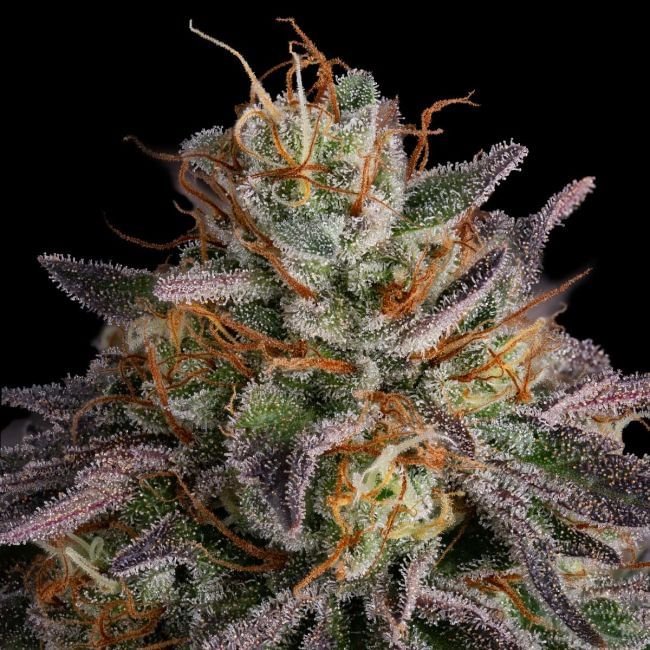 Guava Root GMO феминизирани семена-SMAN-GRGMO-FEM