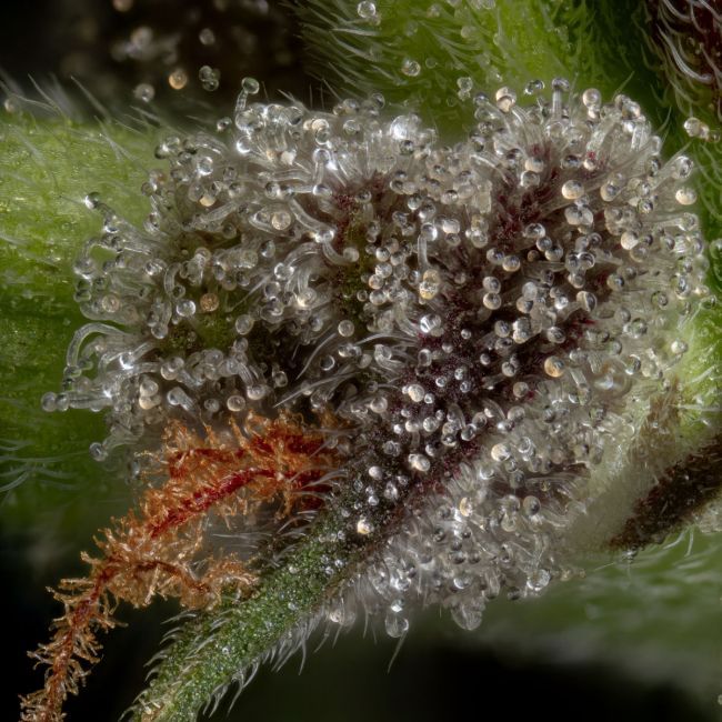 Guava Root GMO феминизирани семена-SMAN-GRGMO-FEM