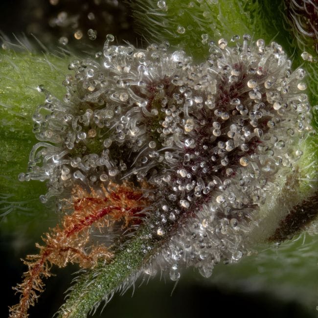 Guava Root GMO Feminisiert Saatgut-SMAN-GRGMO-FEM