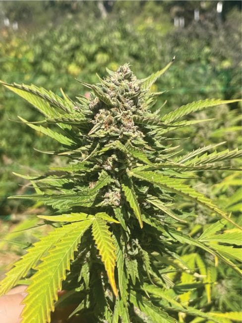 Banana Melt Feminised Seeds-HUMB-BAME-FEM