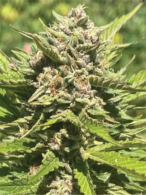 Banana Melt Feminised Seeds-HUMB-BAME-FEM