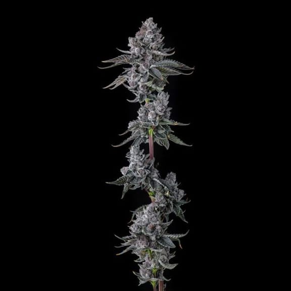 Old Money Feminized Seeds-COM-OLMO-FEM