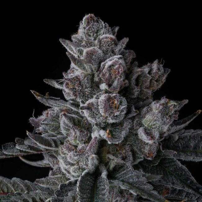 Old Money Feminized Seeds-COM-OLMO-FEM