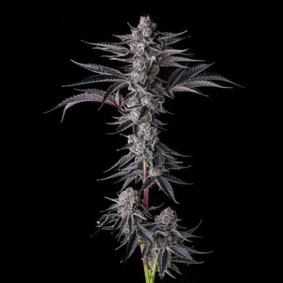 New Money Feminized Seeds-COM-NEMO-FEM