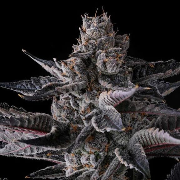 New Money Feminized Seeds-COM-NEMO-FEM