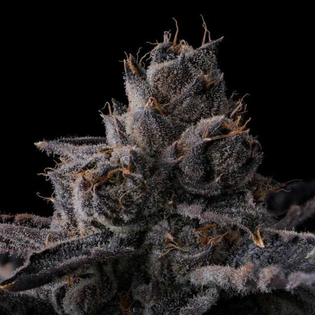 New Money Feminized Seeds-COM-NEMO-FEM