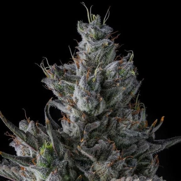 Guwop Green Feminized Seeds-COM-GUGR-FEM
